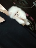 pomeranian boo