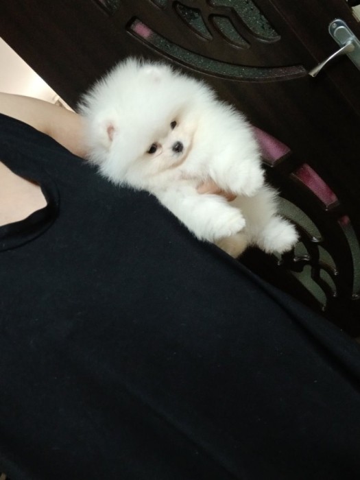 pomeranian boo
