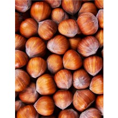 Alun Tonda Gentile Romana la ghiveci 4L &ndash; 1.5m &icirc;nălțime