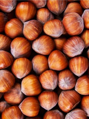 Alun Tonda Gentile Romana la ghiveci 4L &amp;ndash; 1.5m &amp;icirc;nălțime foto