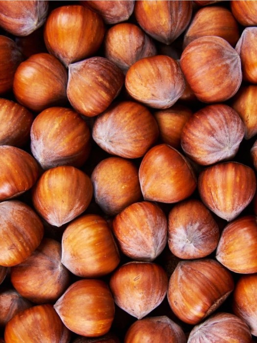 Alun Tonda Gentile Romana la ghiveci 4L &ndash; 1.5m &icirc;nălțime