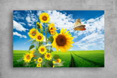Tablouri Canvas Flori - Fluture si floarea soarelui foto