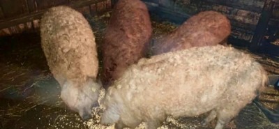 V&amp;acirc;nd porci și purcei foto