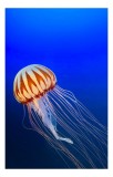 Tablou Canvas, "Meduza dans&acirc;nd &icirc;n ad&acirc;ncurile oceanului", Gingașă, Eleganță, Mister, Frumusețe, Strălucire, Serenitate, Grație, Liniște, Ad&acirc;ncuri, Fasc