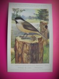 HOPCT 6268 PARUS ATRICAPILLUS SUBREHANUS -PASARI-FAUNA EUROPA-CP CHROMO LITHO -MUZEUL REGAL STIINTE NATURALE BELGIA-NECIRCULATA, Printata