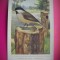 HOPCT 6268 PARUS ATRICAPILLUS SUBREHANUS -PASARI-FAUNA EUROPA-CP CHROMO LITHO -MUZEUL REGAL STIINTE NATURALE BELGIA-NECIRCULATA