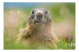 Tablou Canvas, "Marmota &icirc;n mijlocul pajiștii verzi", Marmotă, Verdeață, Privire, Natura, Blană, Flori, Tranquilitate, C&acirc;mpie, Plante, Explorare, 39 x