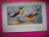 HOPCT 6276 CENANTHE CENANTHE CENANTHE -PASARI-FAUNA EUROPA-CP CHROMO LITHO -MUZEUL REGAL STIINTE NATURALE BELGIA-NECIRCULATA, Printata
