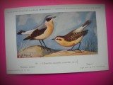 HOPCT 6276 CENANTHE CENANTHE CENANTHE -PASARI-FAUNA EUROPA-CP CHROMO LITHO -MUZEUL REGAL STIINTE NATURALE BELGIA-NECIRCULATA, Printata