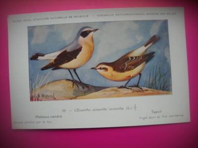 HOPCT 6276 CENANTHE CENANTHE CENANTHE -PASARI-FAUNA EUROPA-CP CHROMO LITHO -MUZEUL REGAL STIINTE NATURALE BELGIA-NECIRCULATA foto