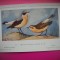 HOPCT 6276 CENANTHE CENANTHE CENANTHE -PASARI-FAUNA EUROPA-CP CHROMO LITHO -MUZEUL REGAL STIINTE NATURALE BELGIA-NECIRCULATA