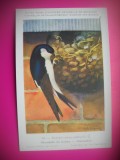 HOPCT 6253 RANDUNICA-DELICHON URBICA URBICA -PASARI-FAUNA EUROPA-CP CHROMO LITHO -MUZEUL REGAL STIINTE NATURALE BELGIA-NECIRCULATA, Printata