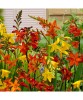 Bulbi Crocosmia Large Flowering Multicolor, Flori Mari, 6/8 cm - Mix Spectaculos, Gradina, Borduri, Buchete