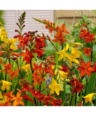 Crocosmia Large Flowering, 6/8, Multicolor, bulbi, flori mari