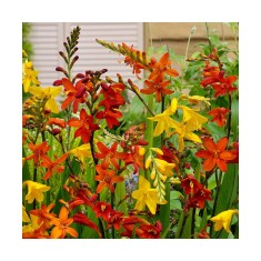 Crocosmia Large Flowering, 6/8, Multicolor, bulbi, flori mari
