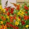 Crocosmia Large Flowering, 6/8, Multicolor, bulbi, flori mari