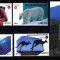 CUBA 2018 FAUNA ANIMALE SALBATICE