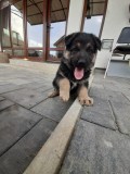 V&acirc;nd ciobănesc german, [en.casa]