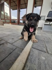 V&acirc;nd ciobănesc german