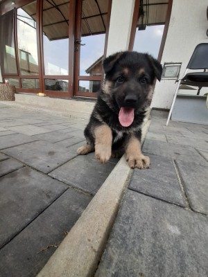 V&amp;acirc;nd ciobănesc german foto