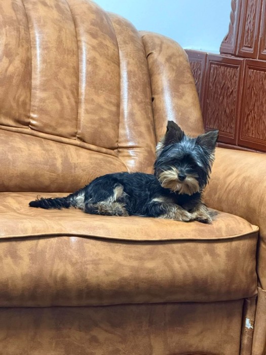 Yorksire terrier mini toy