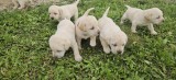 Labradori Retriever puiuti, #1 All Systems