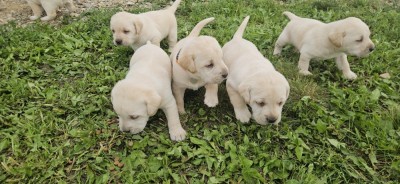 Labradori Retriever puiuti foto
