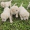 Labradori Retriever puiuti