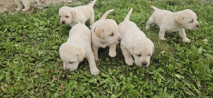 Labradori Retriever puiuti