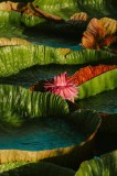Tablou Canvas Floral cu Flori din Inima Apei, 26 x 39 cm, CMCLASS