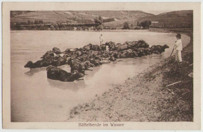 SV * Sibiu Hermannschtadt * Turma de Bivolite in apa foto