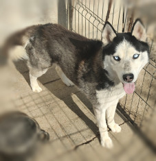 Cățel mascul husky 1 an și 8 luni foto