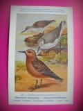 HOPCT 6327 CALIDRIS CANUTUS CANUTUS -PASARI DE APA -FAUNA EUROPA-CP CHROMO LITHO -MUZEUL REGAL STIINTE NATURALE BELGIA-NECIRCULATA, Printata