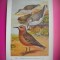 HOPCT 6327 CALIDRIS CANUTUS CANUTUS -PASARI DE APA -FAUNA EUROPA-CP CHROMO LITHO -MUZEUL REGAL STIINTE NATURALE BELGIA-NECIRCULATA