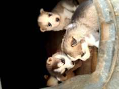 Husky Siberian Puiuți foto