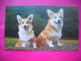 HOPCT 8701 CORGIS GALEZ -LOT CAINI-NECIRCULATA