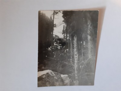 Fotografie dimensiune CP cu un colț de pădure foto