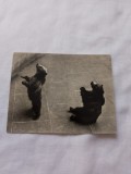 Carte postala urs