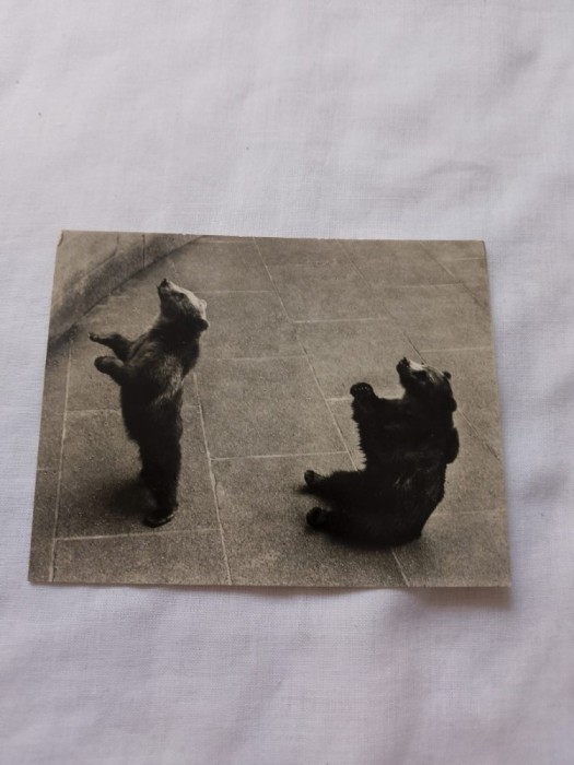 Carte postala urs