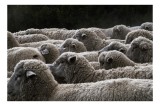 Tablou Canvas, "Turma de oi &icirc;n amurg", L&acirc;nă, Oi, Mulțime, Țesătură, Blană, Camp, Natură, Peisaj, R&acirc;nduri, Nori, Stațiune, Animale, Liniște, 39 x 26 cm