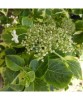 Hydrangea anomala Mirranda P9, Oem