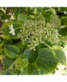 Hydrangea anomala Mirranda P9
