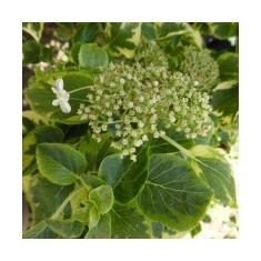 Hydrangea anomala Mirranda P9