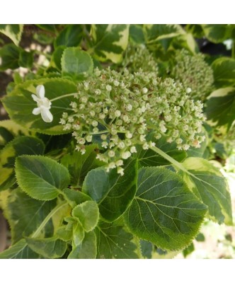Hydrangea anomala Mirranda P9 foto