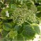 Hydrangea anomala Mirranda P9