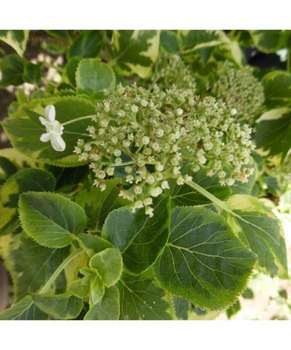 Hydrangea anomala Mirranda P9