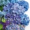 Hydrangeas: Beautiful Varieties for Home and Garden