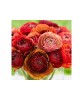 Piciorul Cocosului Ranunculus, Cafe Picotee, Caramiziu, 6/7, 1 Bulb, Oem