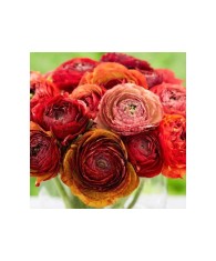 Piciorul Cocosului Ranunculus, Cafe Picotee, Caramiziu, 6/7, 1 Bulb