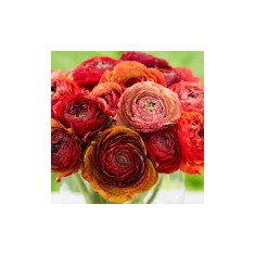 Piciorul Cocosului Ranunculus, Cafe Picotee, Caramiziu, 6/7, 1 Bulb